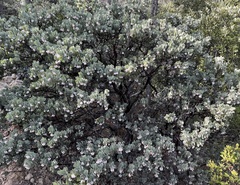 (c) Bubble-Enko, some rights reserved (CC BY) Arctostaphylos canescens, photograph (c) Bubble-Enko, some rights reserved (CC BY)