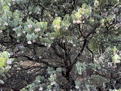 (c) Bubble-Enko, some rights reserved (CC BY) Arctostaphylos canescens, photograph (c) Bubble-Enko, some rights reserved (CC BY)