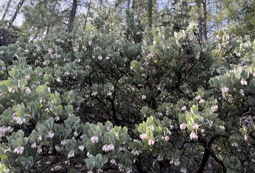 Arctostaphylos canescens, photograph 6