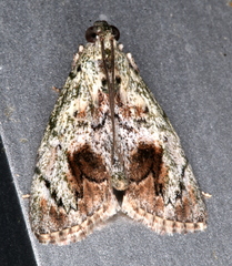 Enchesphora recurvalis