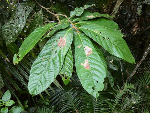 Cryptocarya mackinnoniana