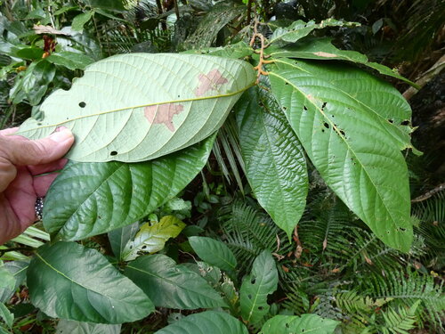 Cryptocarya mackinnoniana, photograph 2