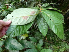 Cryptocarya mackinnoniana, photograph (c) Steve Fitzgerald, some rights reserved (CC BY-SA)