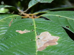 Cryptocarya mackinnoniana, photograph (c) Steve Fitzgerald, some rights reserved (CC BY-SA)