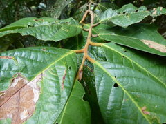 Cryptocarya mackinnoniana, photograph (c) Steve Fitzgerald, some rights reserved (CC BY-SA)