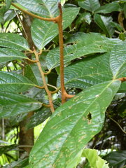 Cryptocarya mackinnoniana, photograph (c) Steve Fitzgerald, some rights reserved (CC BY-SA)