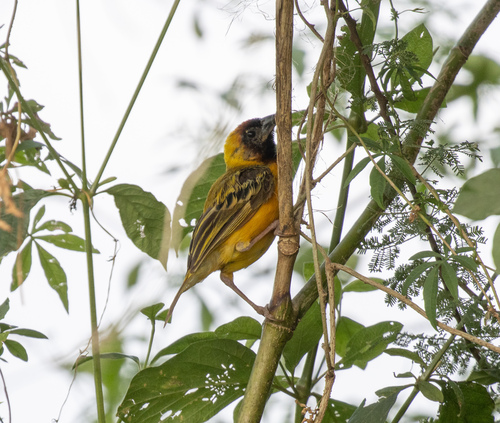Northern Masked Weaver (Ploceus taeniopterus), photo 5