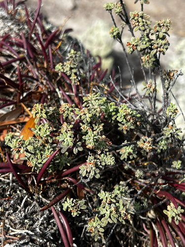 Zieria littoralis, photograph 5
