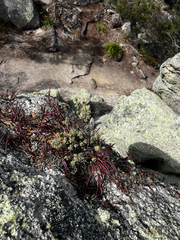 Zieria littoralis, photograph (c) Alex Stuart, some rights reserved (CC BY)