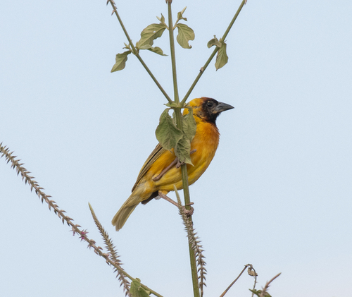 Northern Masked Weaver (Ploceus taeniopterus), photo 2