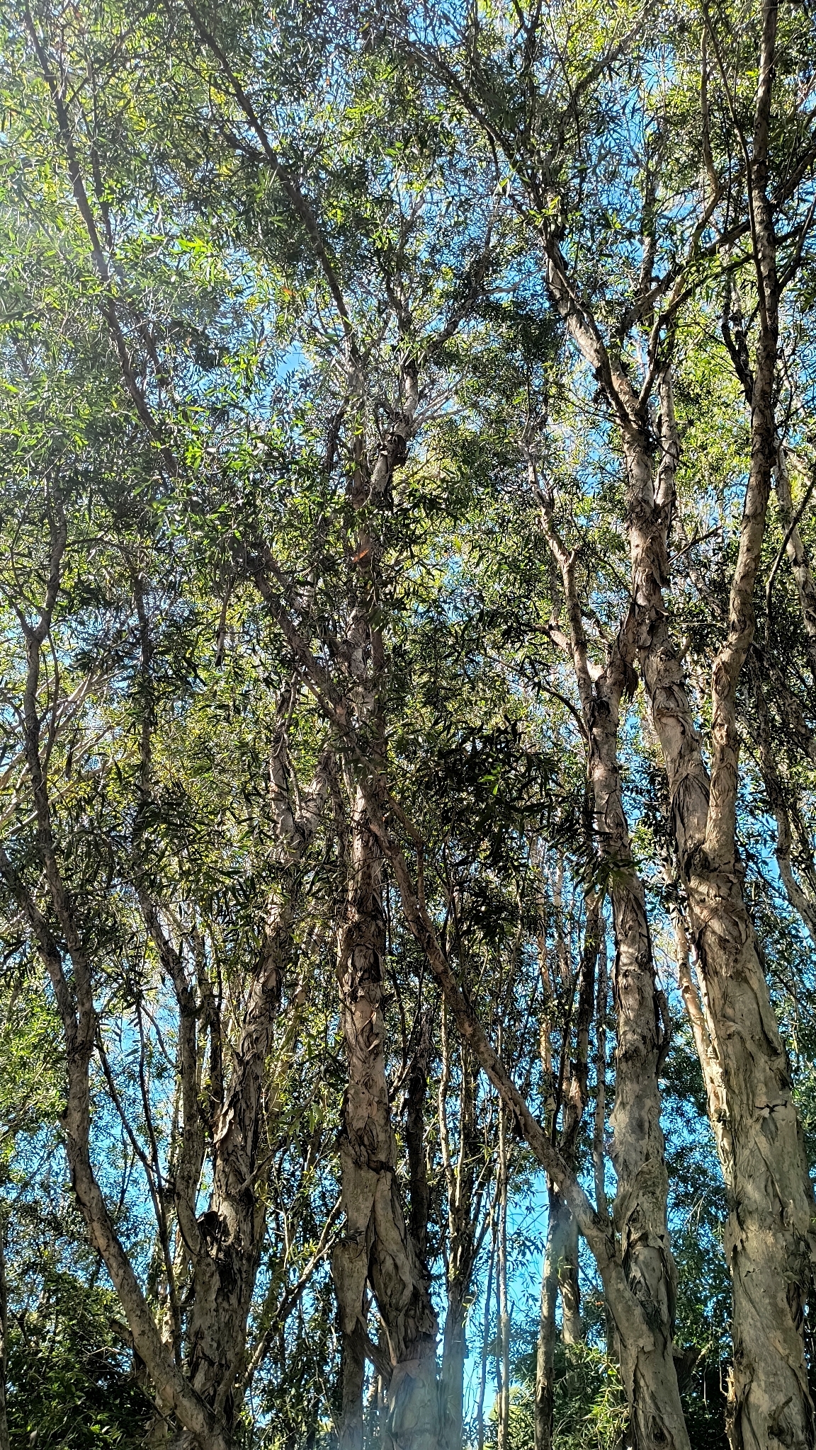 Imagem de Escova de garrafa