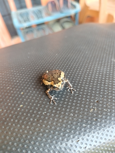 Kaloula pulchra