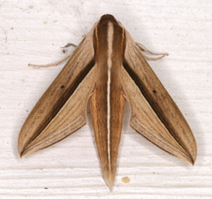 Theretra silhetensis