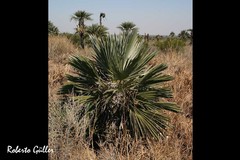 Trithrinax campestris
