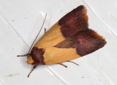 Heteroteucha dichroella