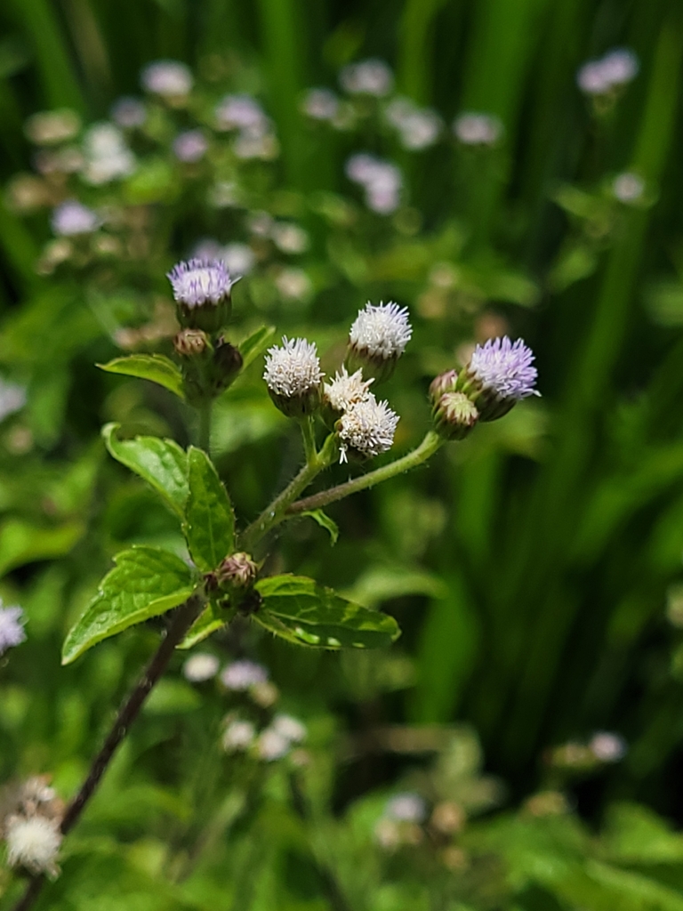 Ageratum, Billy goat weed, Blue ageratum, Blue flowered groundsel, Blue top, Goat weed, Mother brinkly, Tropic ateratum, Tropical whiteweed, White weed, Winter weed (Ageratum conyzoides)