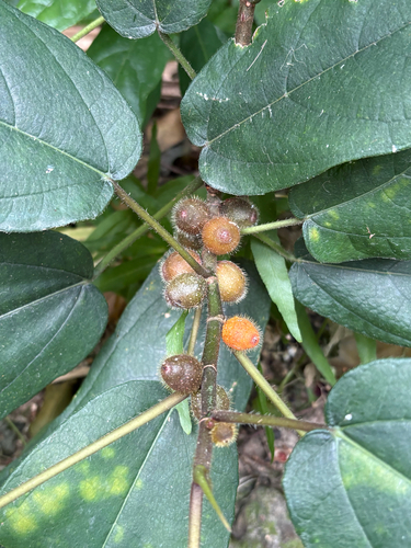 Hairy Fig (Ficus simplicissima)