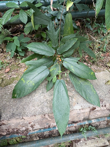 Ficus simplicissima, photograph 5