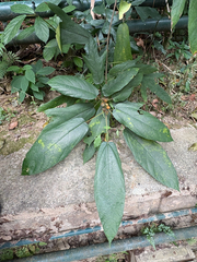 Ficus simplicissima, photograph (c) 黃美滿, some rights reserved (CC BY)