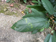 Ficus simplicissima, photograph (c) 黃美滿, some rights reserved (CC BY)