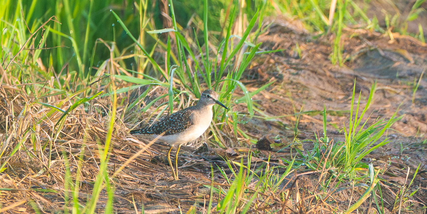 Wood Sandpiper (Tringa glareola), photo 7