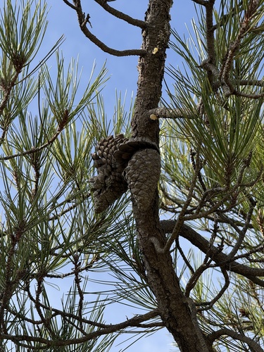 Knobcone pine