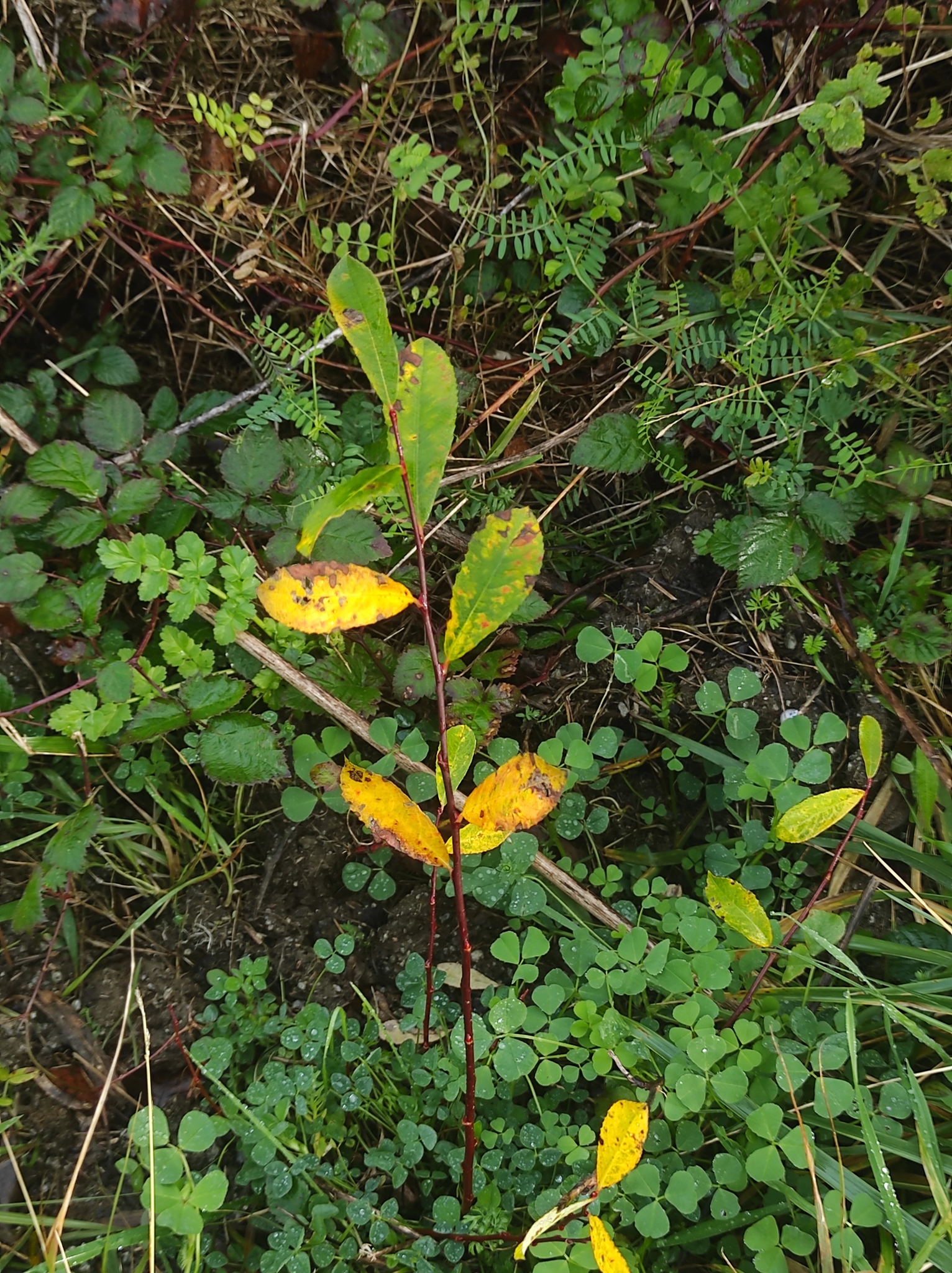 Grey willow