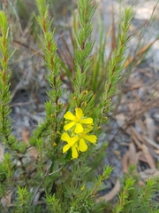 Hibbertia prostrata
