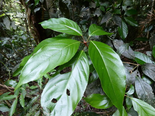 Rockinghamia angustifolia observed 2025-12-12