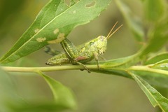 Campylacantha olivacea