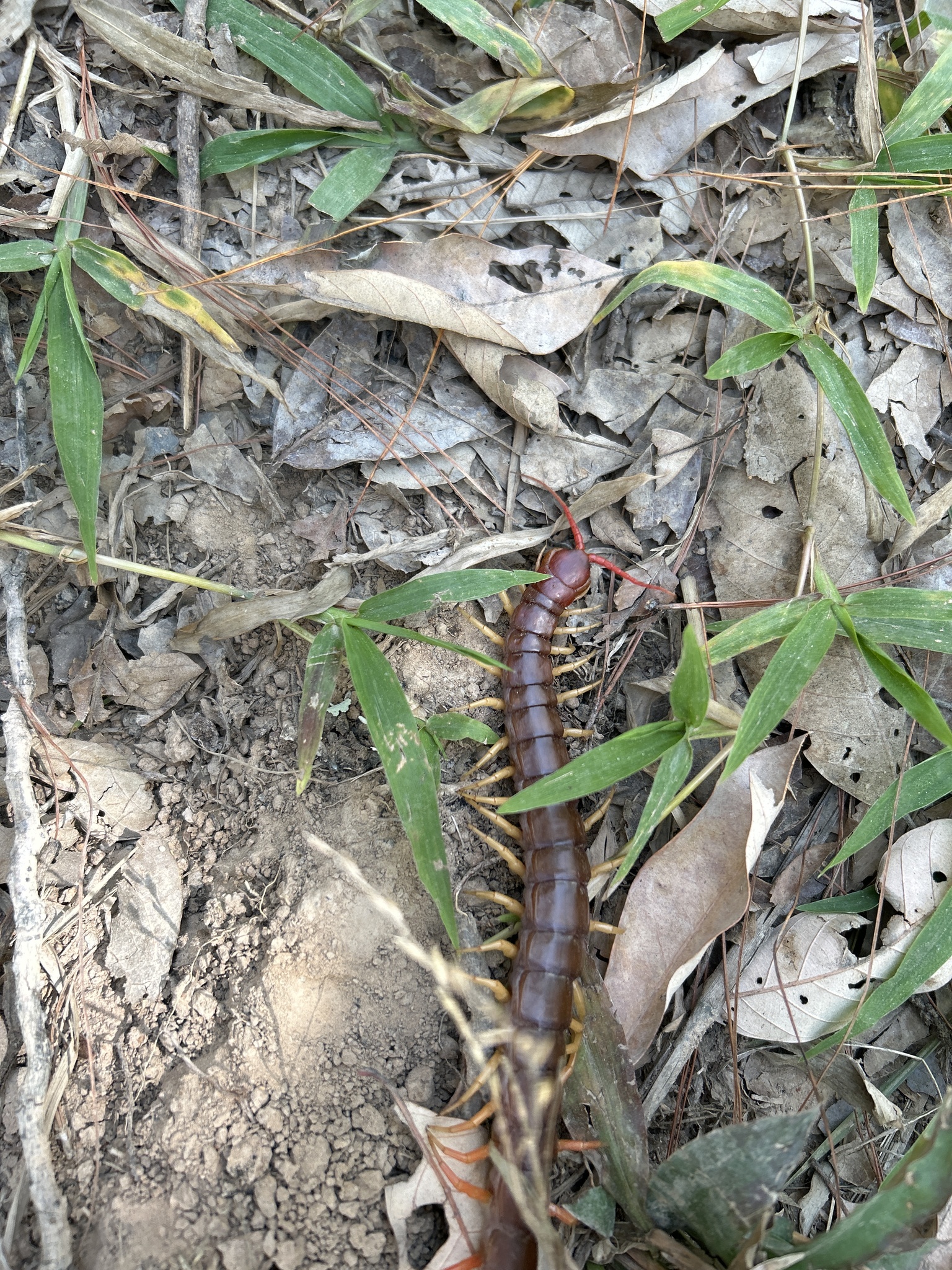 Scolopendra dehaani Brandt, 1840