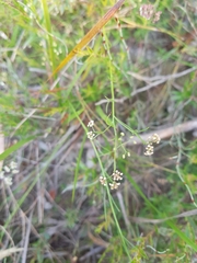 Platysace heterophylla