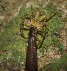 Stephanopis carcinoides