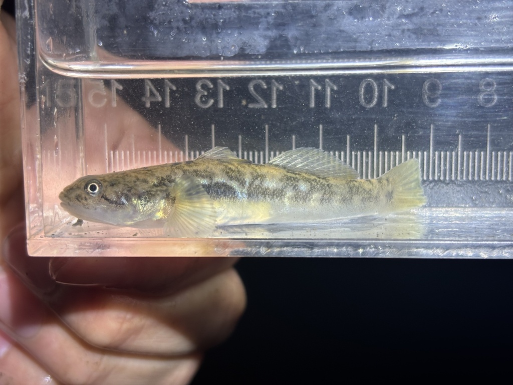 Longjaw mudsucker (Gillichthys mirabilis) — Gobiidae
