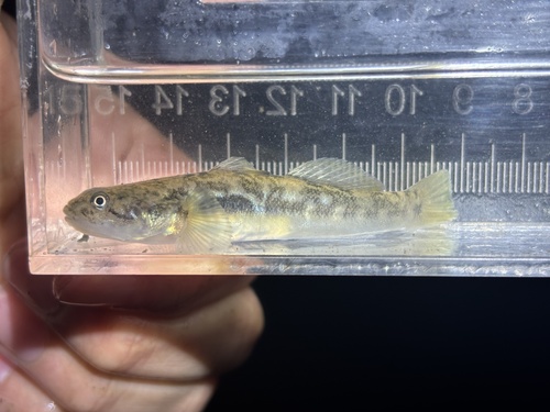 Longjaw mudsucker (Gillichthys mirabilis) — Gobiidae