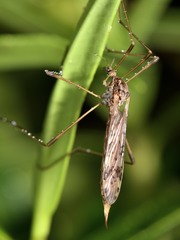 Gynoplistia magnifica