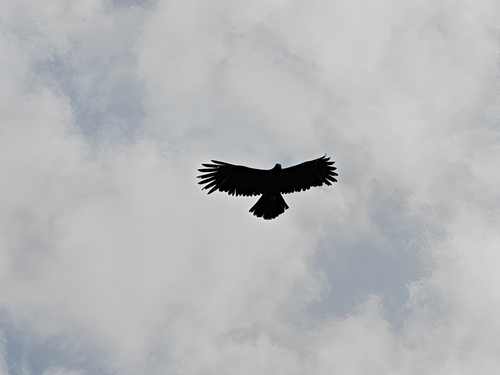 Black Eagle