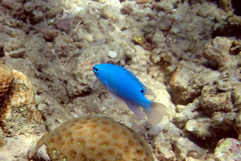 Blue Damselfish (Chrysiptera cyanea)