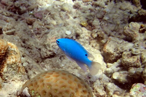 Blue damselfish (Chrysiptera cyanea) — Pomacentridae