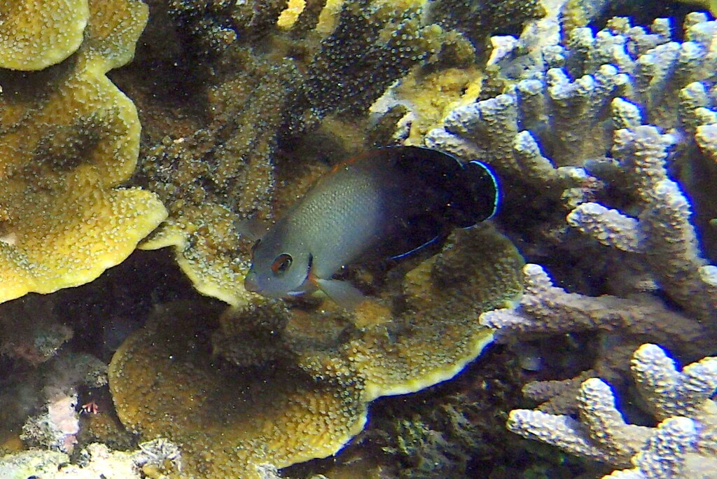 Angel abu polos (Centropyge vrolikii)