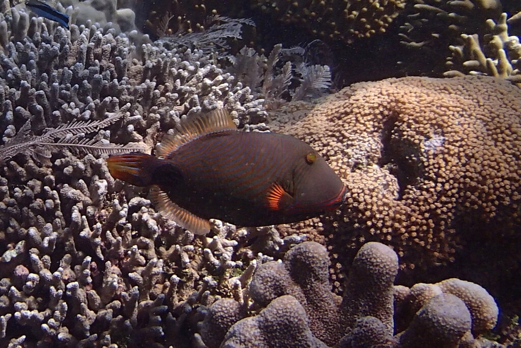 Orangestriped Triggerfish (Balistapus undulatus)