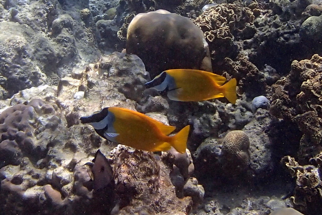 Common foxface, Foxface (Siganus vulpinus)