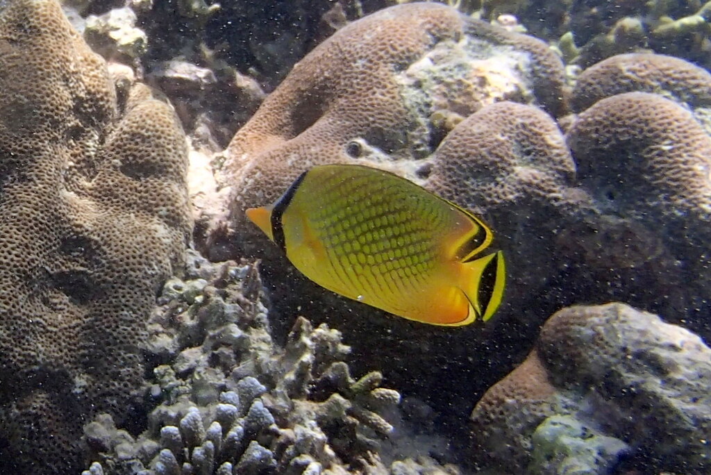 Latticed Butterflyfish (Chaetodon rafflesii)