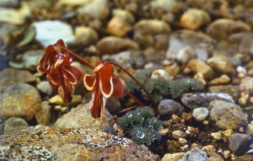 Komakusa (Dicentra peregrina)