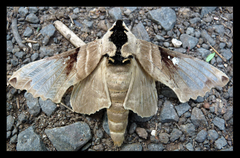 Lophostethus dumolinii