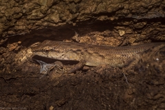 Saproscincus challengeri