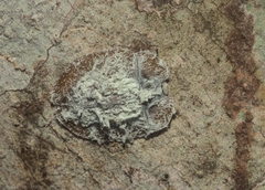 Emcephalus floccosus