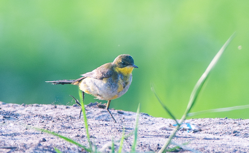 Western Yellow Wagtail (Motacilla flava), photo 3