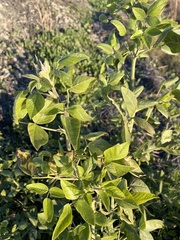 Psoraleeae