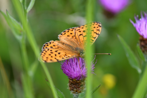 Dark Green Fritillary, De Waal, Nederland, photo 7 of 10